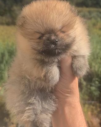Toy pomerania spitz tedeschi nano pedigree