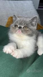 Persiano a Pelo Corto