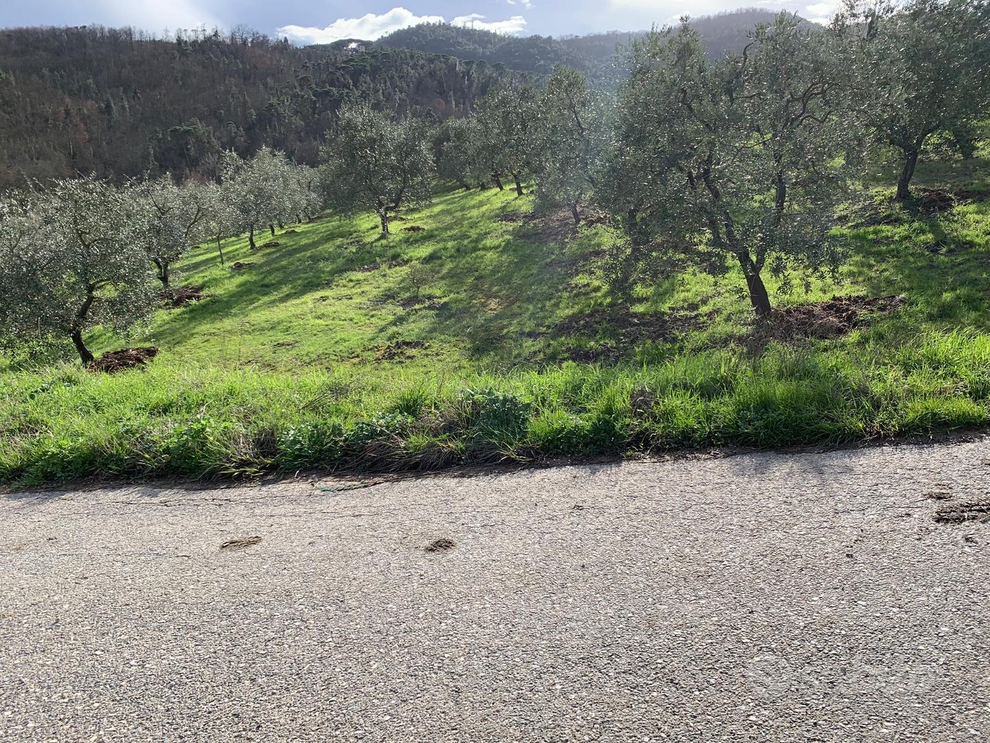 Terreno con ulivi - Vista 4