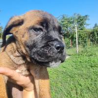 Cuccioli cane corso