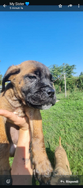 Cuccioli cane corso