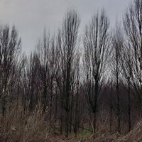 piante cipresso da vivaio