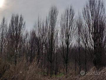 piante cipresso da vivaio