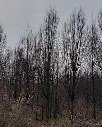 piante cipresso da vivaio