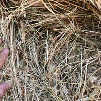 Rotoballe di fieno naturale