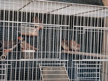 Coppia riproduttori diamanti mandarini