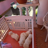 Cuccioli nati in casa