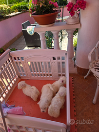 Cuccioli nati in casa