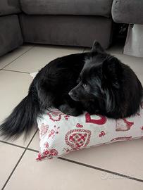 Perla volpina nera dolcissima
