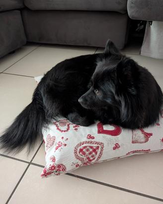 Perla volpina nera dolcissima