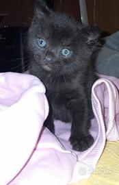 Gattina piccina