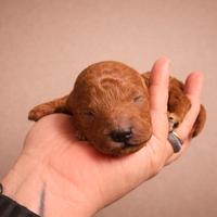 Cuccioli di barboncino toy pedigree ENCI