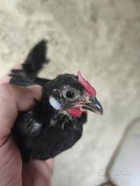 Coppie giovani di Bantam