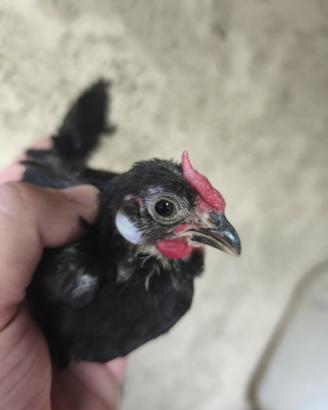 Coppie giovani di Bantam