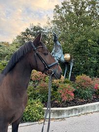 cavallo lusitano 7 anni