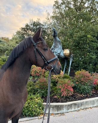 cavallo lusitano 7 anni