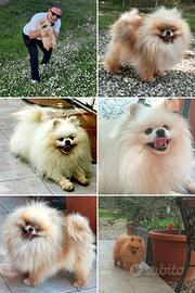 Spitz Pomerania SOLO ACCOPPIAMENTO