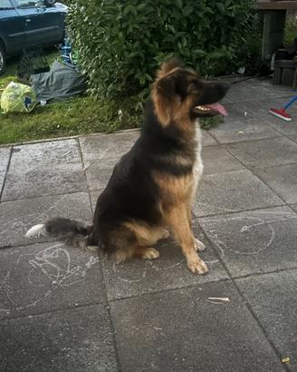 Incrocio pastore maremmano e tedesco