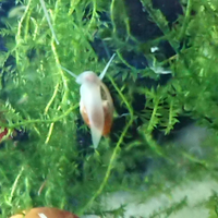 Physa piccola lumaca acquario