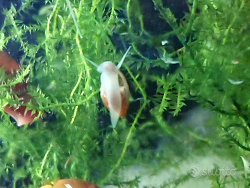 Physa piccola lumaca acquario