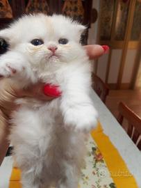 Gatti persiani cincilla