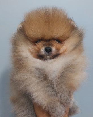 Spitz tedesco nano di Pomerania