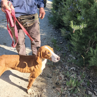 Cane da cinghiale