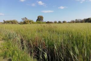 Terracina zona Badino Terreno terreno - mq.6.000