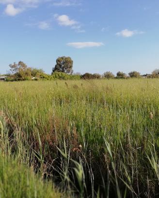 Terracina zona Badino Terreno terreno - mq.6.000