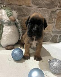 Boxer cuccioli