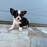 Chihuahua mini toy