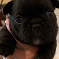Due cuccioli maschi di Bouledogue Frances