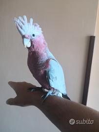 Pappagalli Cacatua Rosecapilla DA IMBECCO