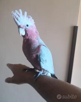 Pappagalli Cacatua Rosecapilla DA IMBECCO