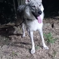 Cane lupo cecoslovacco