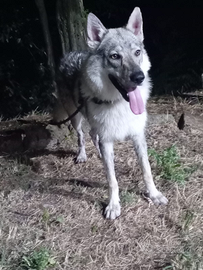 Cane lupo cecoslovacco