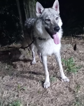Cane lupo cecoslovacco