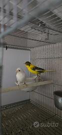 Canarini coppia
