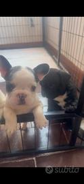 Bulldog francesi