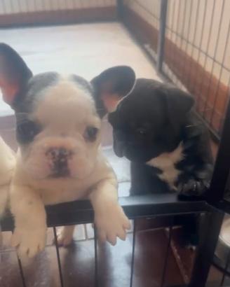 Bulldog francesi