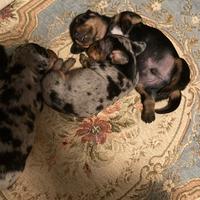 Bassotti esotici allevamento