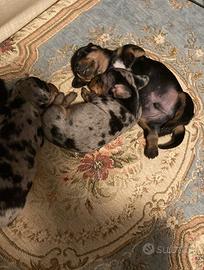 Bassotti esotici allevamento