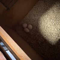 Parrocchetto dal collare