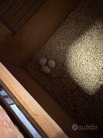 Parrocchetto dal collare