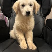 Cucciolo di golden retriever pedigree enci