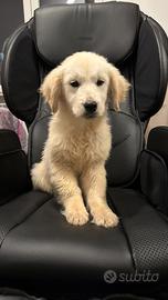 Cucciolo di golden retriever pedigree enci