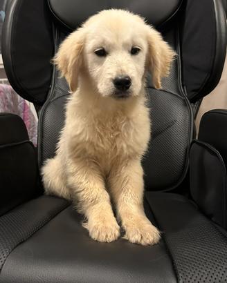 Cucciolo di golden retriever pedigree enci