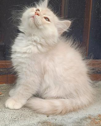 Gatto Siberiano