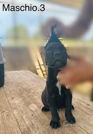 Cucciolo corso