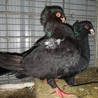 Colombi, piccioni ,pavoncelle